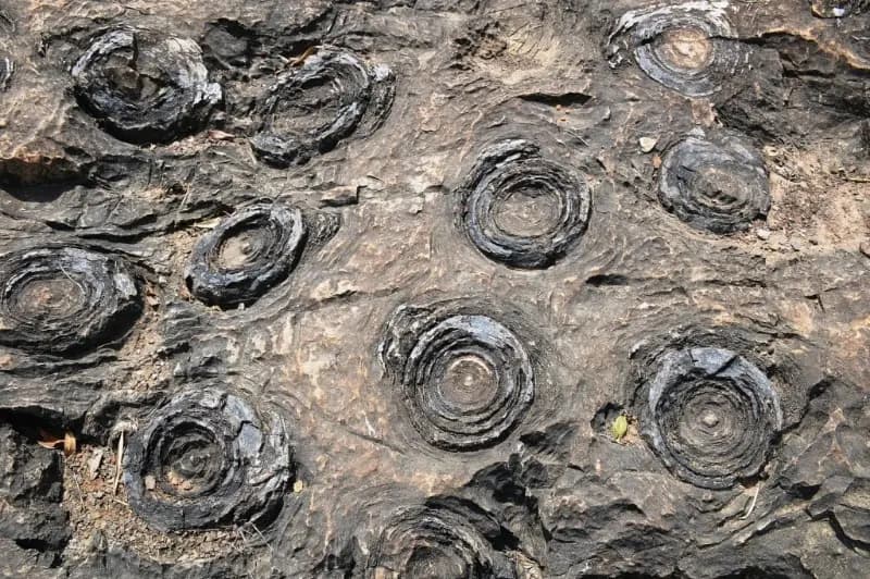 Sonbhadra News : सोनभद्र के फॉसिल्स को यूनेस्को ने दी वैश्विक मान्यता, वेबसाइट पर हुई आधिकारिक अपलोडिंग